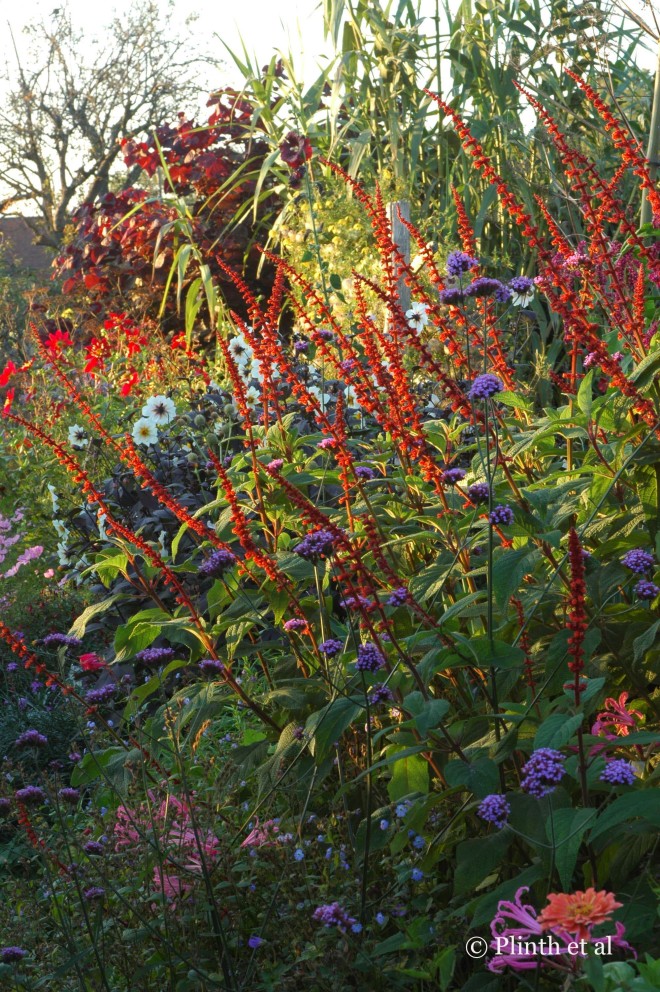 Salvia confertiflora pulses brilliantly in the low evening light at Great Dixter. 