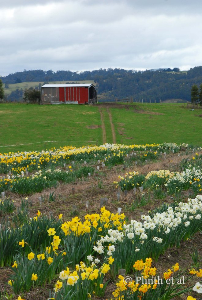 Daffodil fields at Jackson Daffodils, Surges Bay, Tasmania, Australia