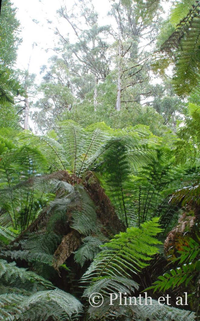 Dicksonia antarctica (tree ferns) flourish at the base of the trees.