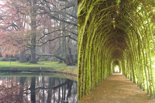 tree reflections at DeWiersse and Beech tunnel of 475' at Kasteel Weldam, Netherlands
