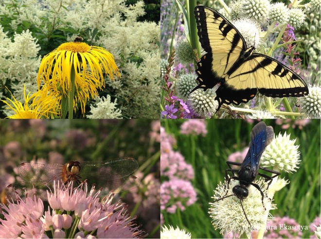Insect visitors abound at the Lurie Garden (clockwise beginning left): Bee on Inula magnifica 'Sonnenstrahl' backed by Polygonum polymorphum; eastern swallowtail butterfly on Erygnium yuccifolium; great black wasp on Erygnium yuccifolium; dragonfly on Allium 'Summer Beauty' 