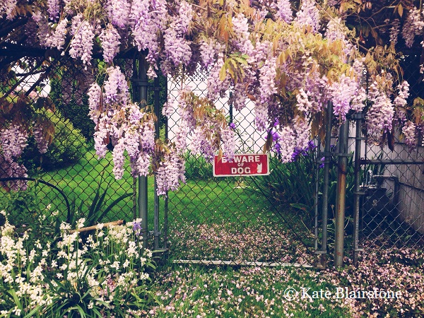 The 'Beware of Wisteria' should probably replace 'Beware of Dog' sign', and the juxtaposition, intentional or not, speaks a certain cheekiness, which Kate expresses somewhat in her work.