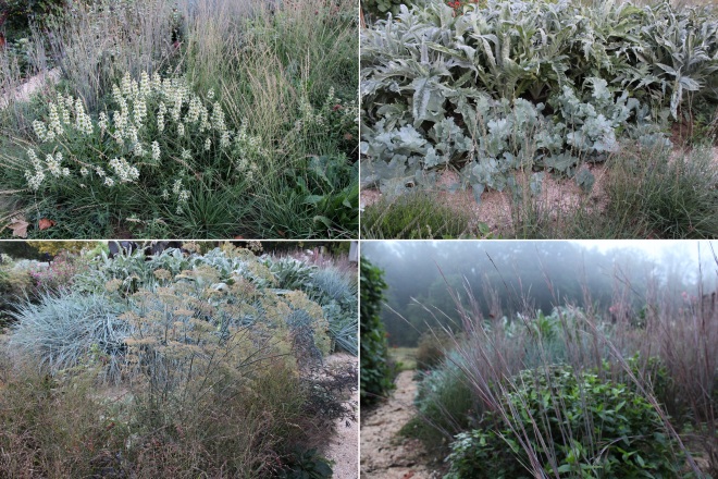 In a garden that deploys strong textural contrasts in foliage, like the jagged edges of Cynara cardunculus and curvaceous folds of Crambe maritima (sea kale), flowers seem superfluous, and where they do exist, they become sculptural selves after death. Both Monarda punctata (upper left hand pic) and Foeniculum vulgare 'Purpureum' (lower left hand pic) have dual roles in life and death. 
