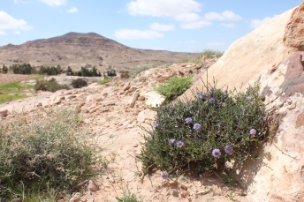 Globularia arabica in Dana, Jordan
